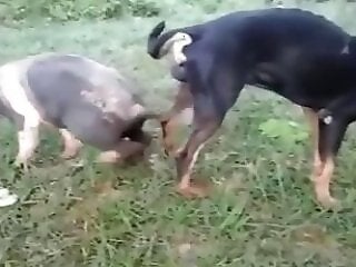 Zoo porn and zoo sex video