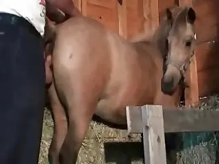 Animal porn videos and ZOO PORN