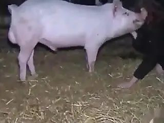 Horses Porn