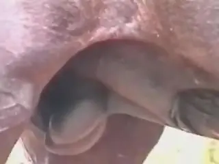 XXX Zoo video