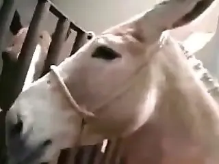 Animal Porn