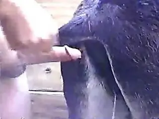 New Animal Fuck