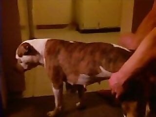 Zoo Zoo Sex Porn