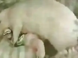 Pig Porn Videos