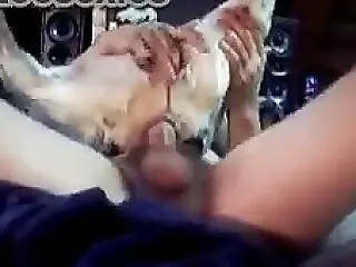 Porn Animal Sex