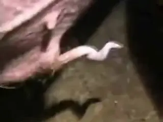Free zoo porn tube