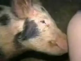 Free zoo porn tube