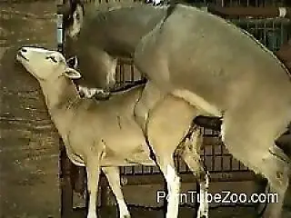 PornTubeZoo