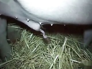Zoo Zoo Sex Porn