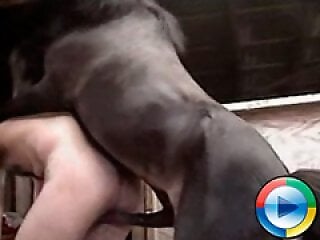 Zooporn Video