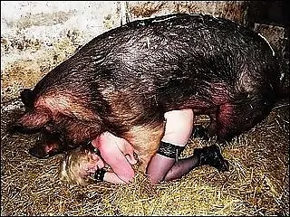 Animal Fuck