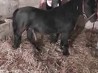 Cow animal sex