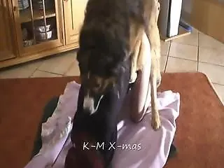Animal Porn