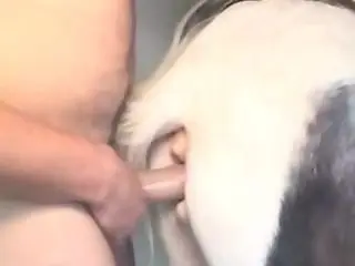 Zooporn Video