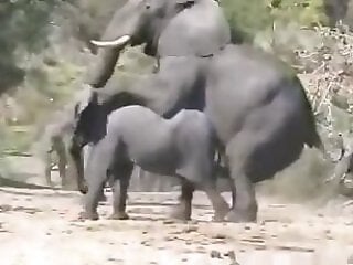 Real-Zoo-Sex