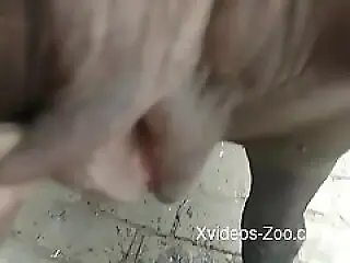 Xvideos-Zoo