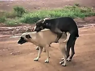 Animal Porn
