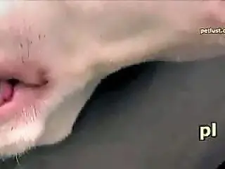 Animal Fuck
