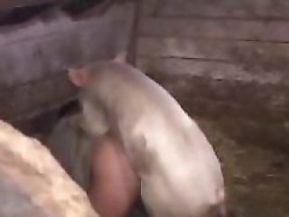 Zoo Porno