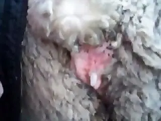 ZOO Porn and bestiality tube
