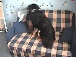 Animal Porn