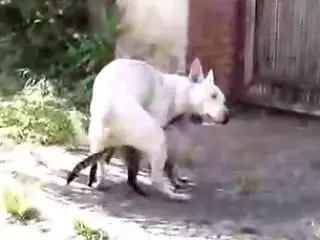 Zoo Fuck Tube