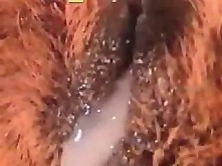 Zoo Sex Tube