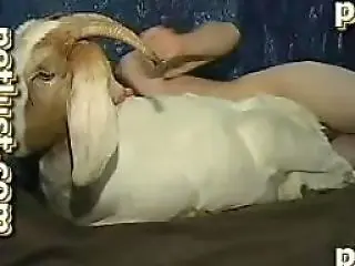 Zoo Fuck Tube