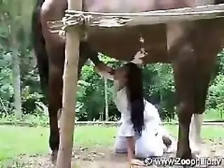 Animal Porn