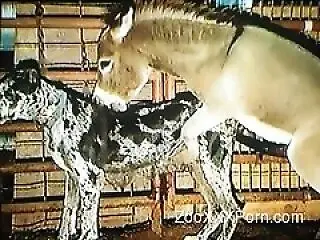 ZooXXXPorn
