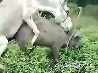 ZooZooPorn
